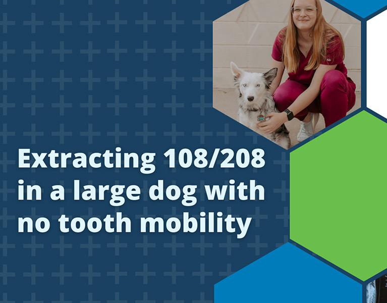 Extracting 108/208 in a large dog with no tooth mobility