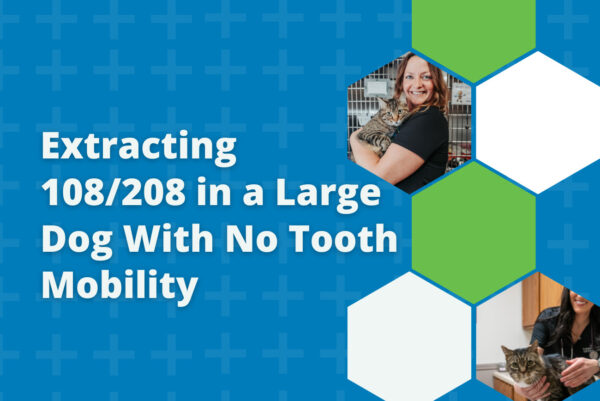 Extracting 108/208 in a large dog with no tooth mobility