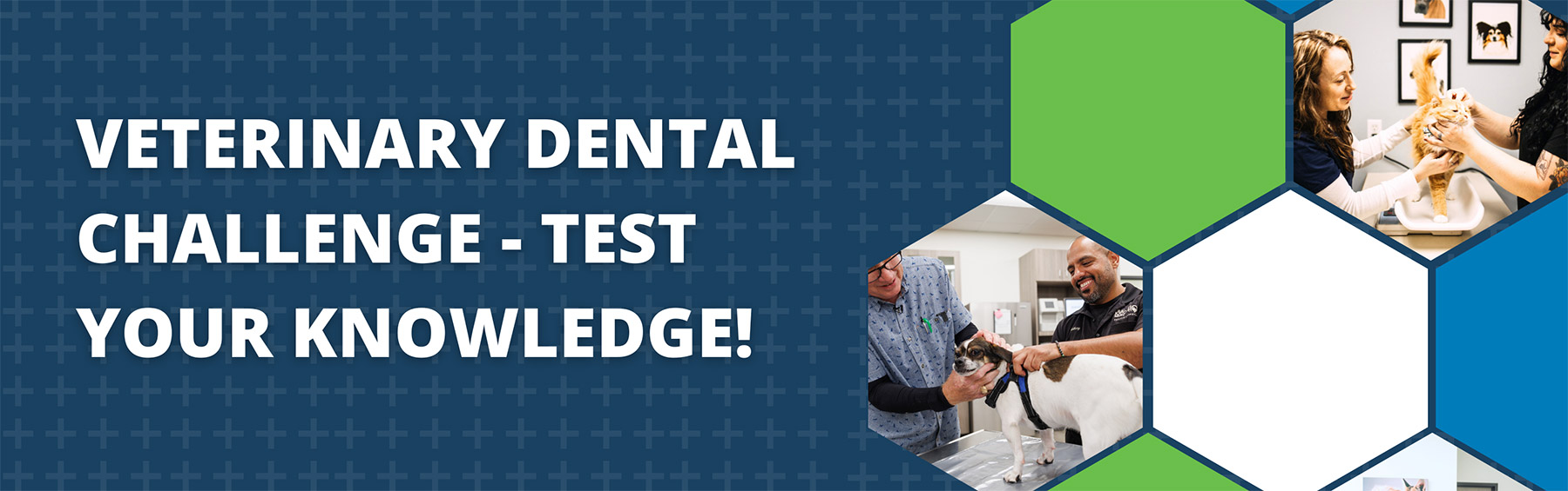 Veterinary Dental Challenge - Test Your Knowledge!